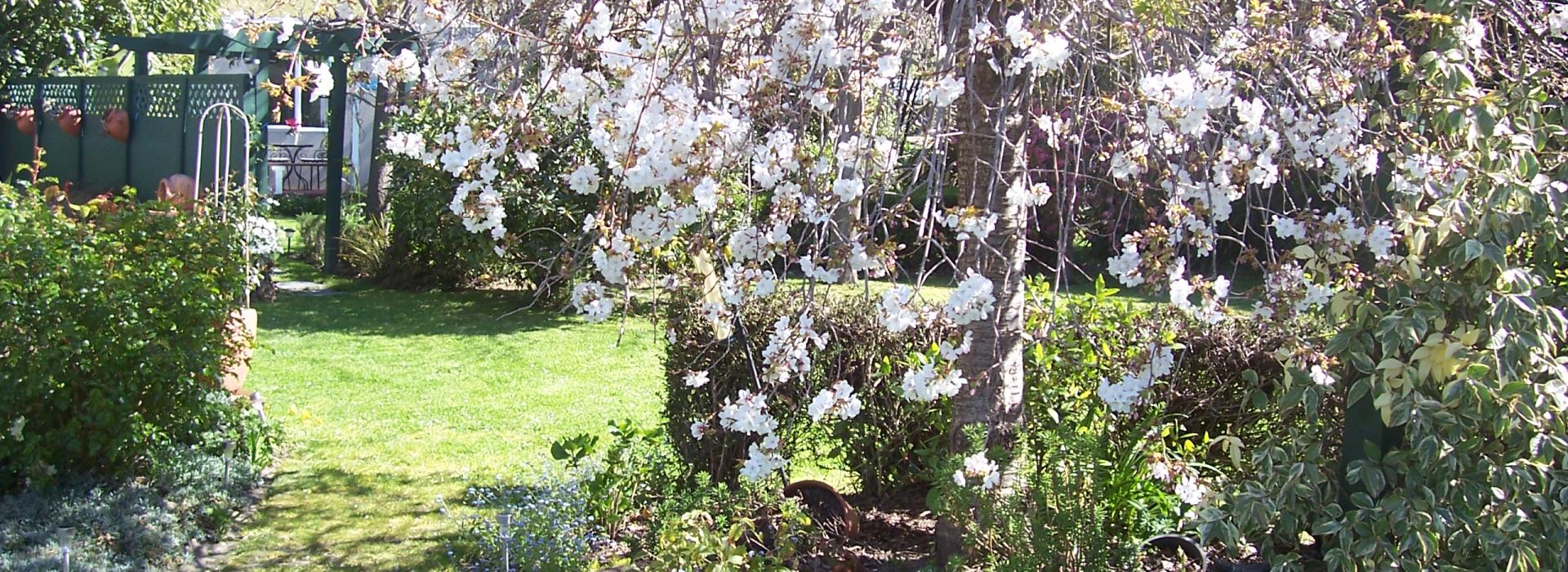 blossoms